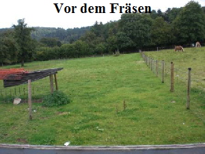 Frsen vorher